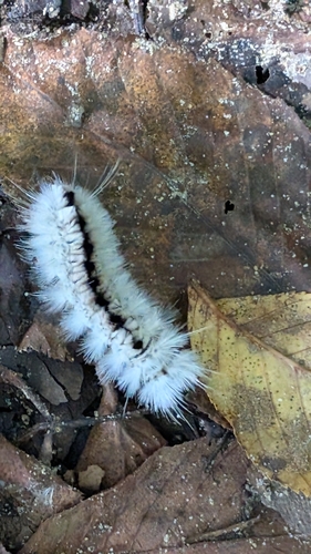 Hickory Tussock Moth
