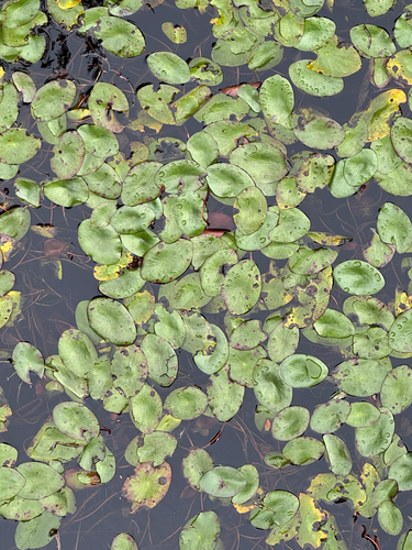 Watershield