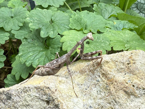 Carolina Mantis