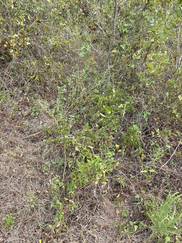 Verbena brasiliensis, photograph 2