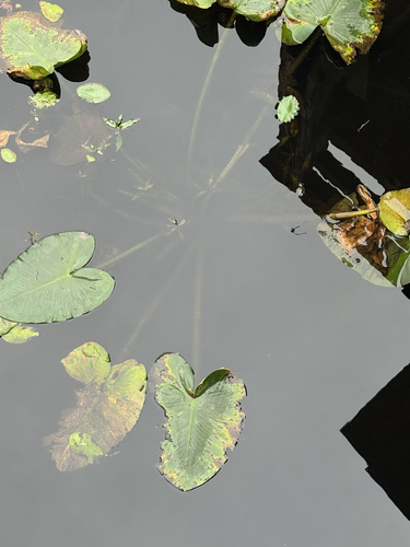 western yellow pond-lily