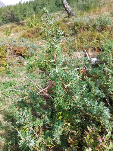 common juniper