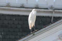 Egretta thula