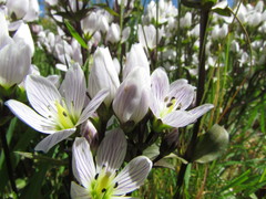 Gentianella patula