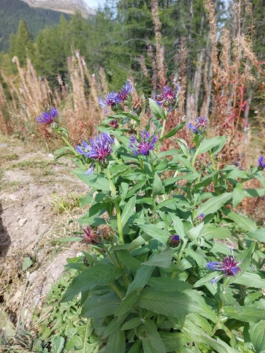 Perennial Cornflower