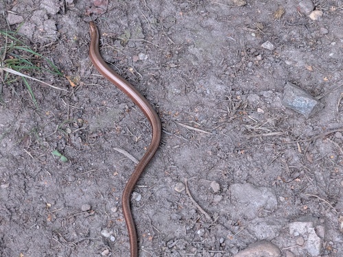 Common Slowworm