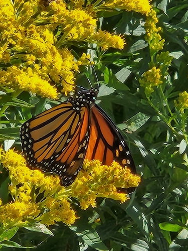 Monarch