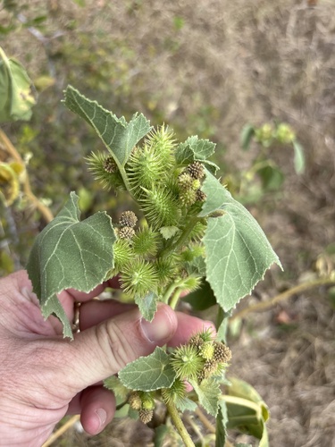 Xanthium strumarium, photograph 6