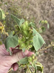 Xanthium strumarium, photograph (c) Sam Kieschnick, some rights reserved (CC BY)