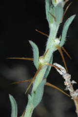 Sclerolaena muricata