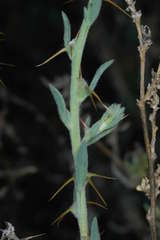 Sclerolaena muricata