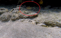 Canthigaster rostrata