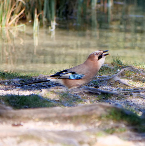 Eurasian Jay