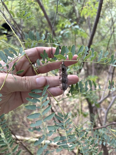 Sesbania drummondii