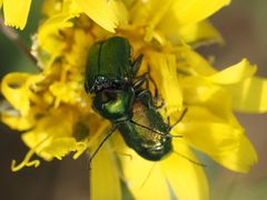 Cryptocephalus sericeus