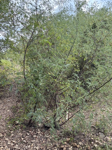 Sesbania drummondii, photograph 2