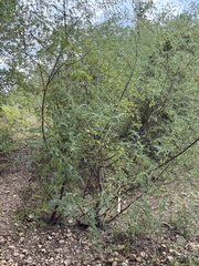 Sesbania drummondii, photograph (c) Sam Kieschnick, some rights reserved (CC BY)