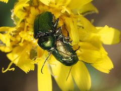 Cryptocephalus sericeus