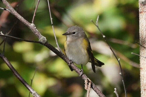 American Redstart