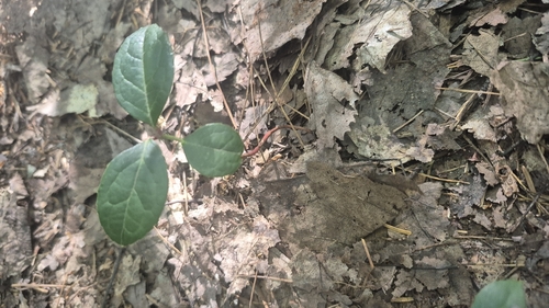 Eastern Teaberry
