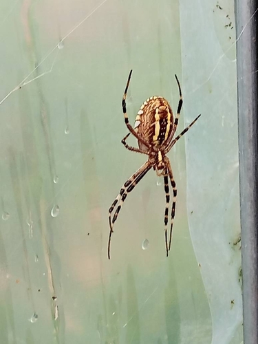 Wasp Spider