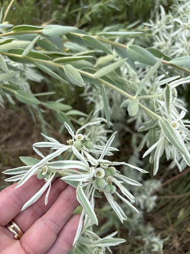 Euphorbia bicolor, photograph 3
