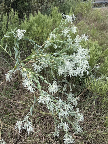 Euphorbia bicolor, photograph 4
