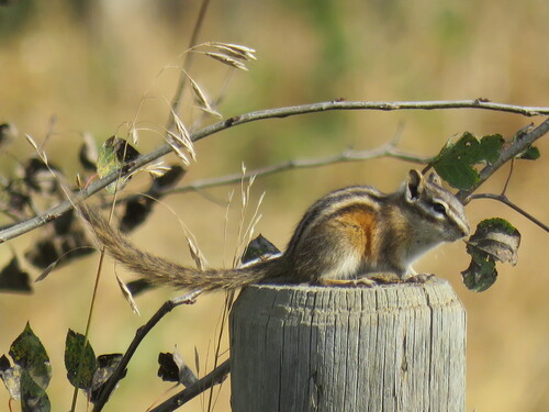 Least Chipmunk