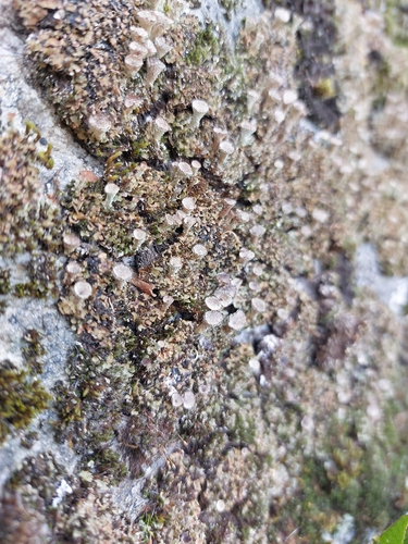 Pebbled Pixie Cup