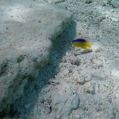 Stegastes leucostictus