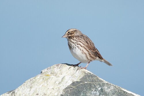 Savannah Sparrow