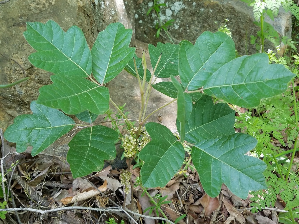 Atlantic poison oak (Toxicodendron pubescens)