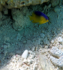 Stegastes leucostictus