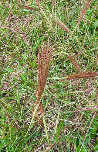 tumble windmillgrass