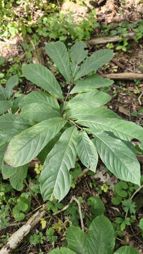 common pawpaw