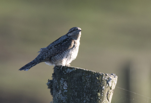 Eurasian Wryneck