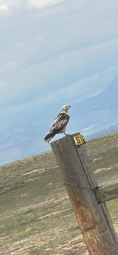 Red-tailed Hawk