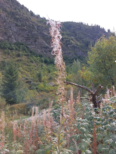 fireweed