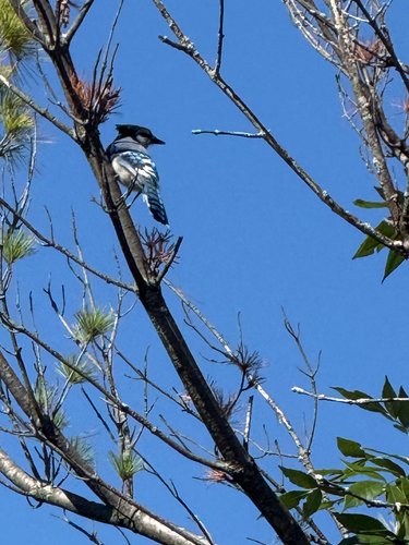 Blue Jay