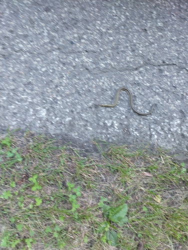 Common Garter Snake