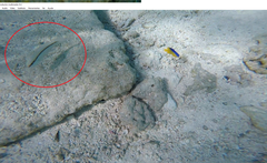 Halichoeres bivittatus