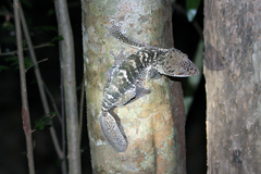Uroplatus henkeli