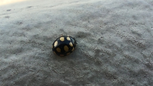 Coccinula quatuordecimpustulata