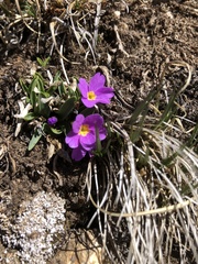 Primula angustifolia