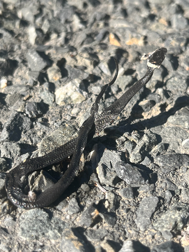 Ring-necked Snake