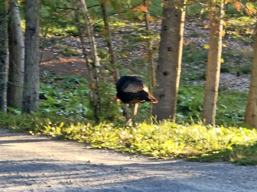 Wild Turkey
