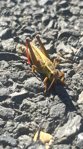 Two-striped Grasshopper