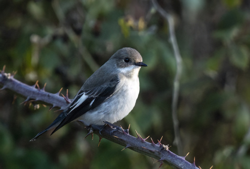 European Pied Flycatcher