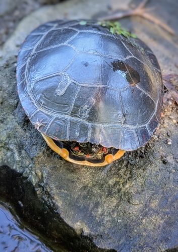 Painted Turtle