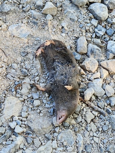 Northern Short-tailed Shrew